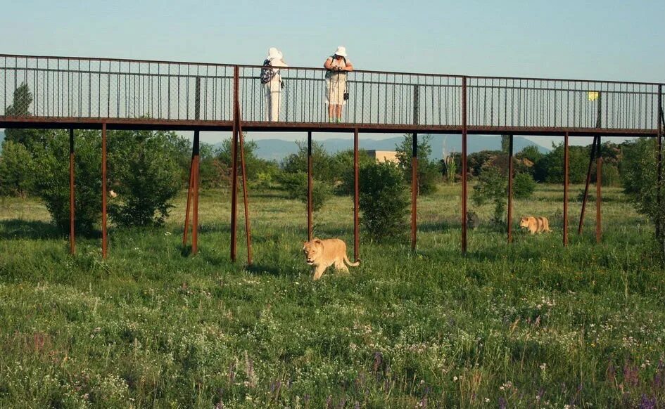 Как доехать до тайгана. Тайган сафари парк в крыму на карте крыма. Тайган парк л ал. Парк тайган крым на карте крыма. Как доехать до тайгана.