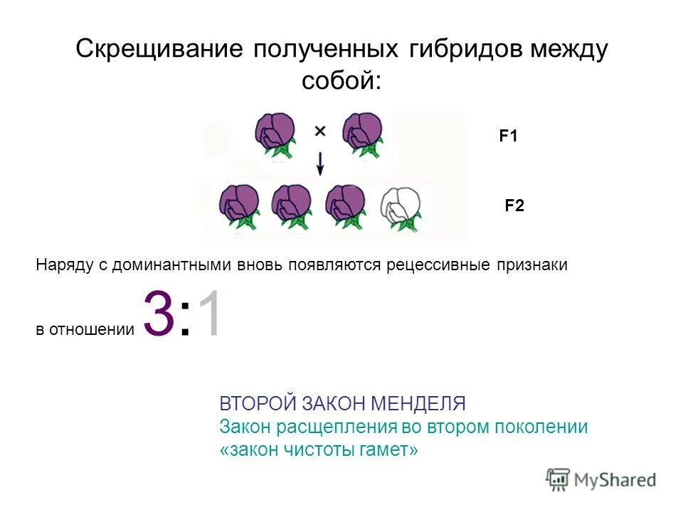 Тест по теме законы менделя. Закон гипотезы чистоты гамет. Первый закон менделя закон доминирования. Правило расщепления менделя. Доминантное скрещивание.