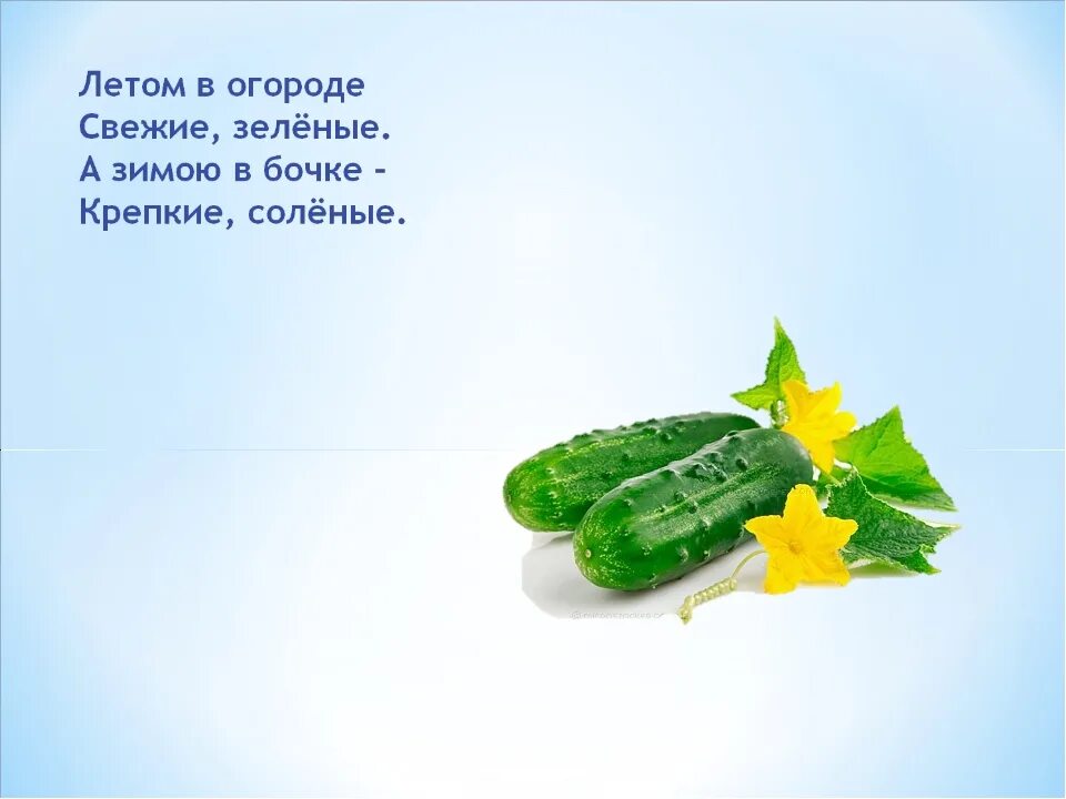 Загадки про овощи и фрукты. Летом в огороде свежие зеленые а зимою в бочке крепкие соленые. загадки про зеленые овощи и фрукты. летом в огороде свежие зеленые а зимой в бочке. как сделать открытку на загадку овощи.