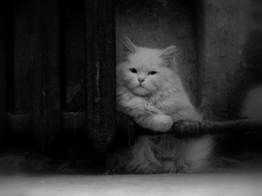 Одинокий кот. Одинокая кошка. Грустный котик. Кот одиночка. Песня грустной кошки