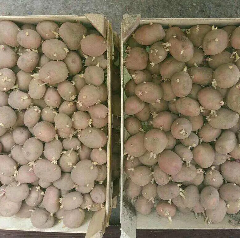 Семенной картофель в новгороде