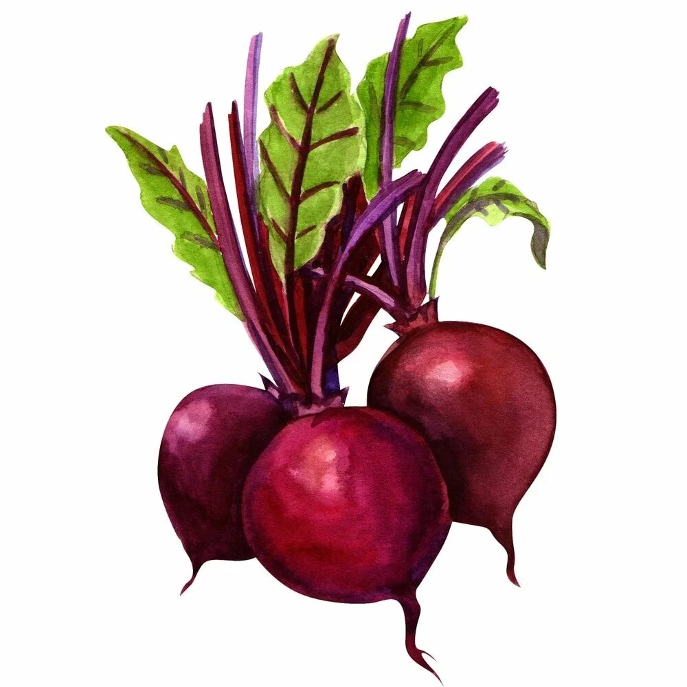 Плод свеклы. Сорта свеклы голландской селекции. Эксперт 2 свекла 3 лекторов. Свекла на прозрачном фоне. Эксперт 2 свекла 3 лекторов.