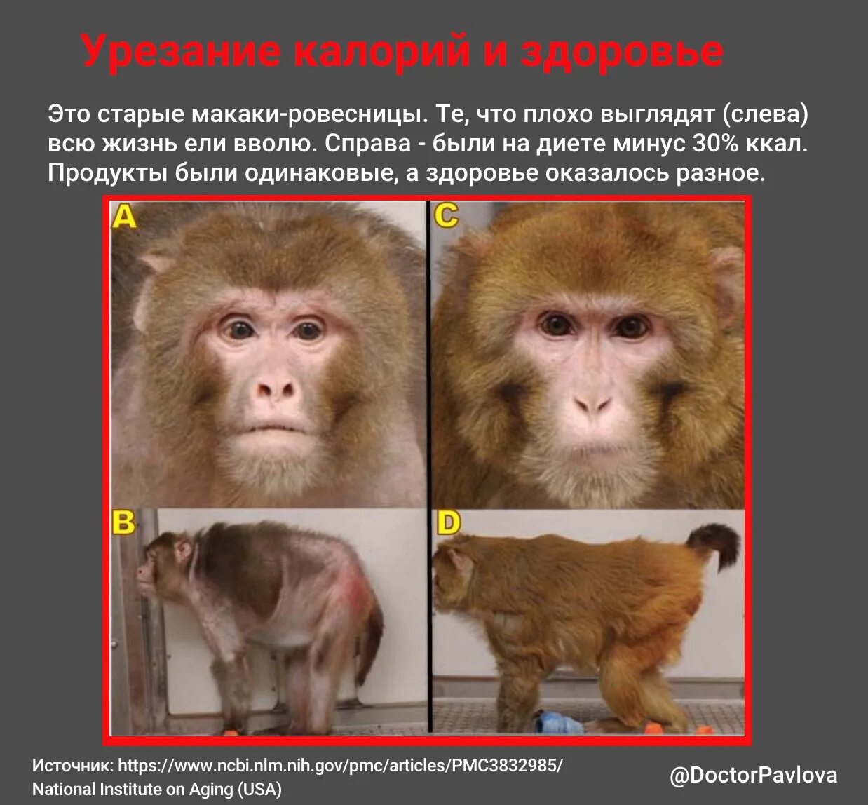 Живут макаки. Продолжительность жизни макаки. мужики приматы. чем питаются макаки.