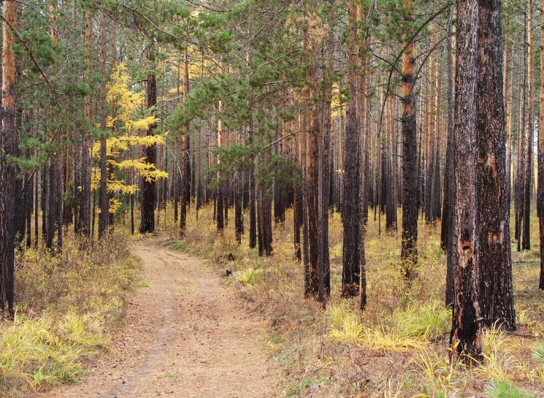 пьяный лес рязань. лесное рязань. танцующий лес тырново рязанская область. шиловский лес воронеж. лесное рязань.