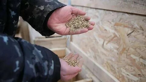 Мсх зерно гов