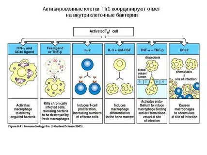 Активированные клетки
