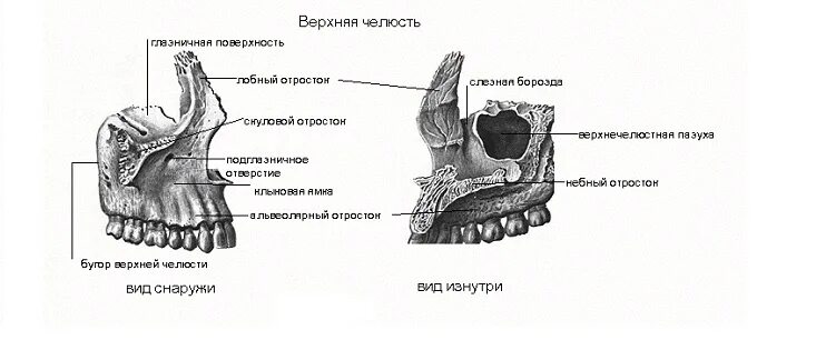 Небный бугорок. Верхнечелюстная кость анатомия. альвеолярные бугры верхней челюсти. альвеолярный отросток верхней челюсти анатомия. альвеолярный и небный отросток верхней челюсти.