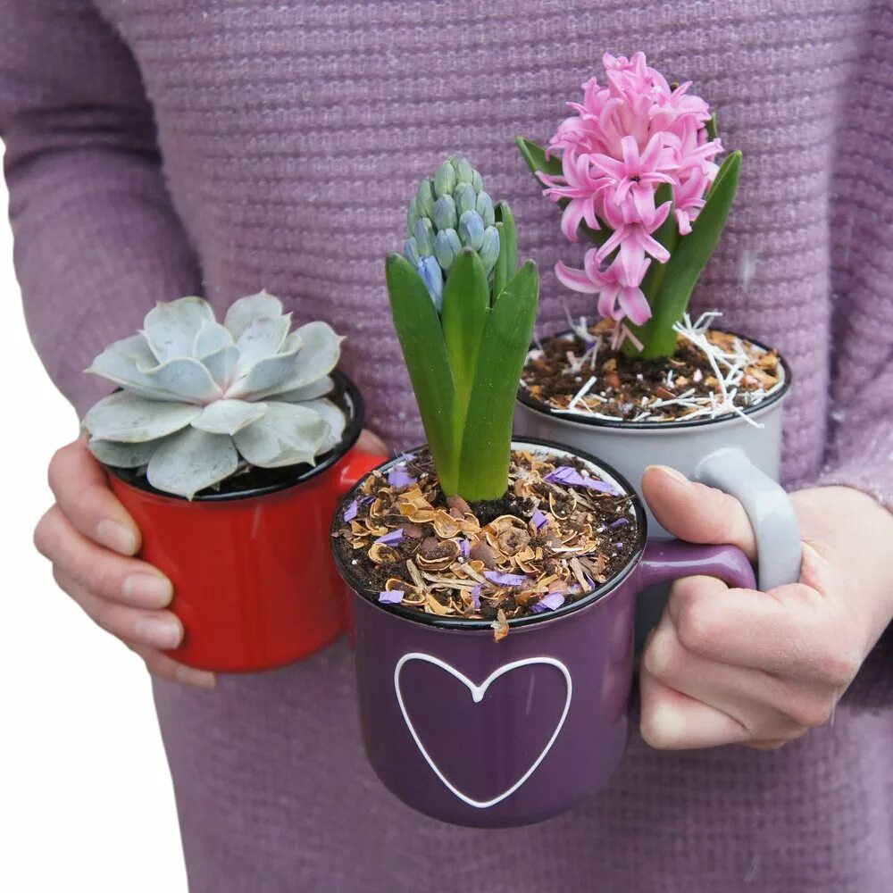 амариллис рождественский цветок. цветок в горшке в подарок учителю. дарим горшочек. упаковка для горшечных цветов. цветок в горшке гардения.