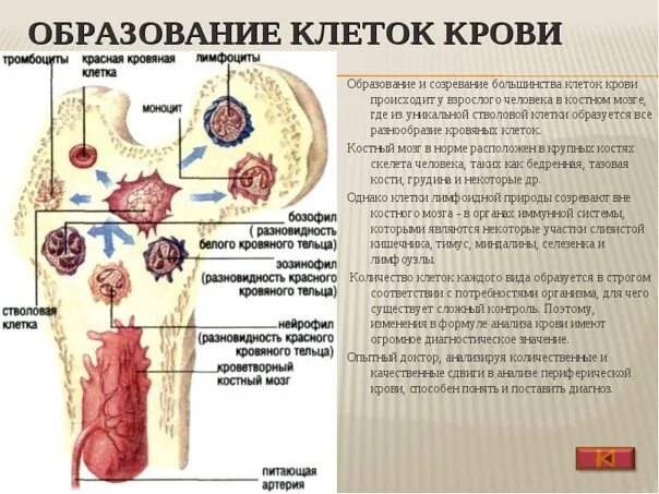 Кровь расположение в теле Стимулируем костный мозг с помощью приседаний. Это мощный ключ к омоложению и и