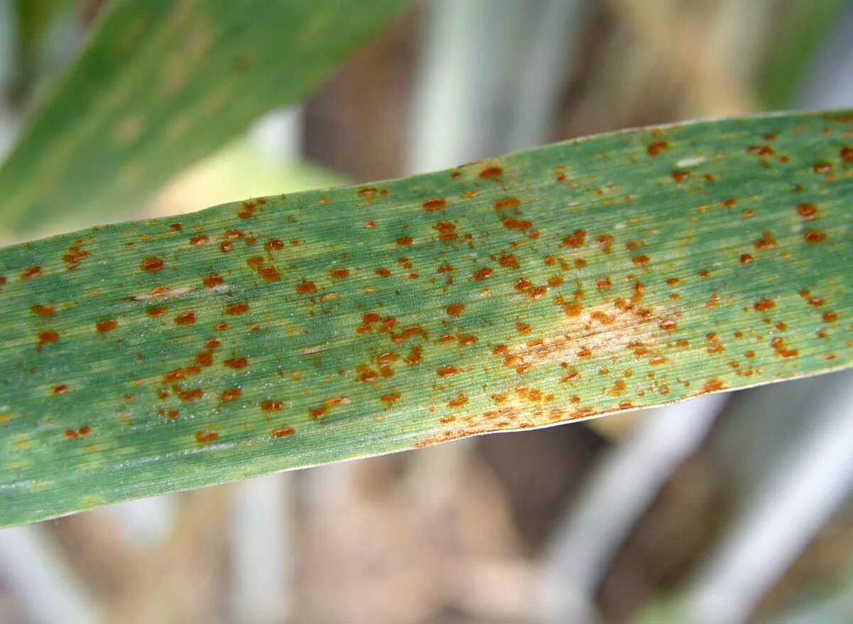 Ржавчина меры борьбы. Бурая ржавчина (Puccinia triticina). Стеблевая ржавчина ячменя. Бурая ржавчина ячменя. Карликовая ржавчина ячменя.