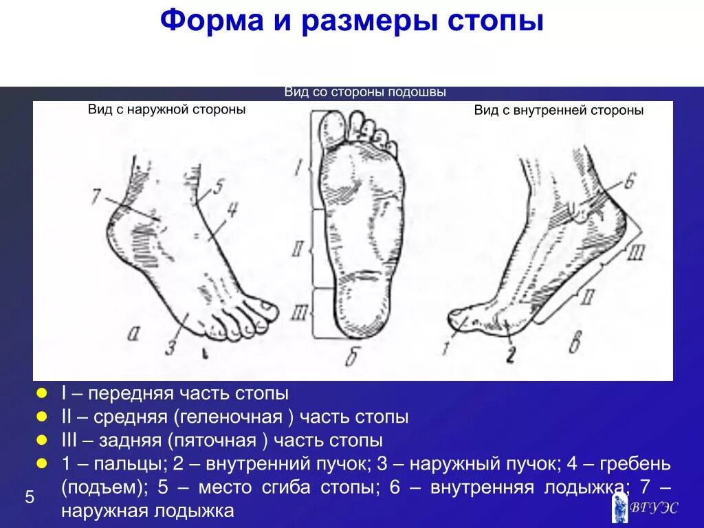 Наружная часть стопы. Название частей стопы. Внешняя поверхность стопы. Геленочная часть стопы. Область подошвы