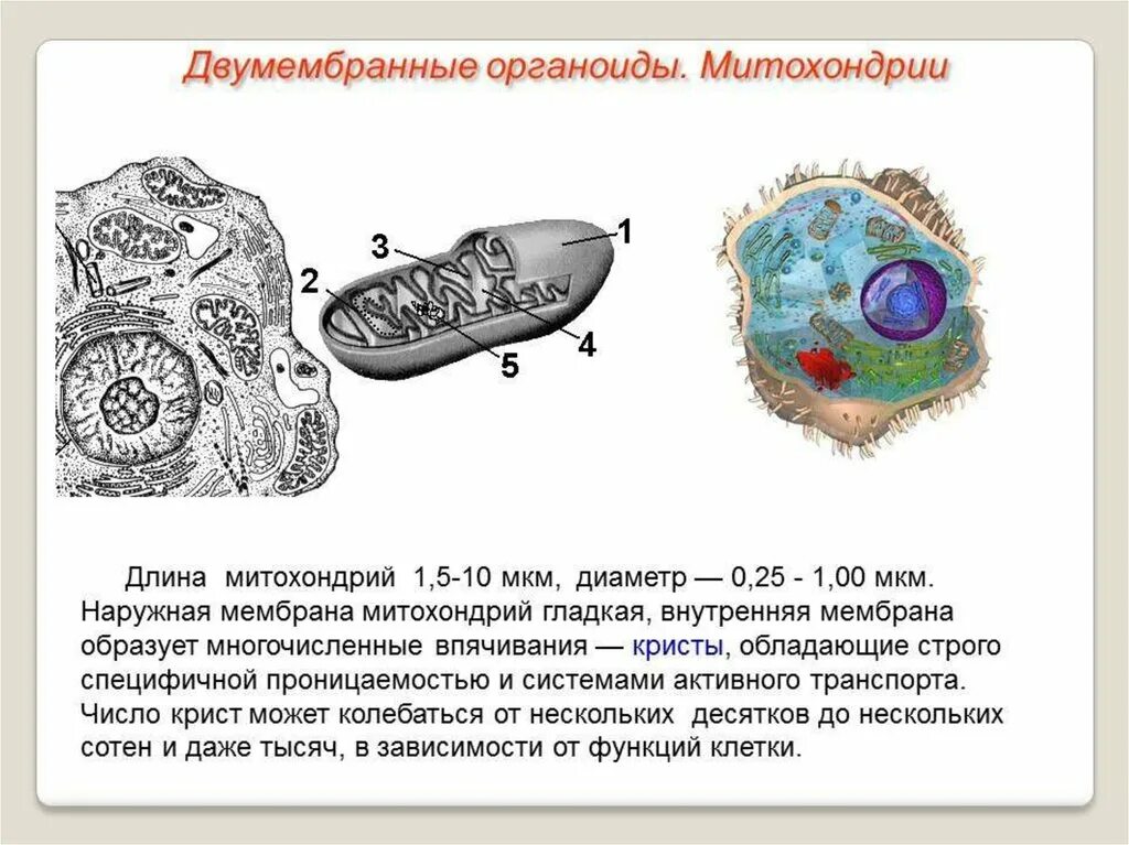 Органоиды митохондрии строение. Немембранные органоиды клетки строение. Строение двумембранных органоидов клетки. Двумембранные органоиды эукариот. Принцип строения мембранных органелл.