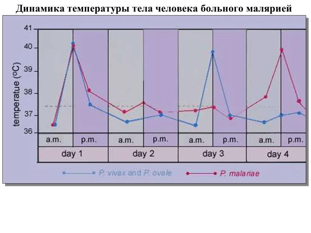 Динамика температуры. Температурные графики при малярии. График температуры человека. График температуры больного. Температура вечером при орви