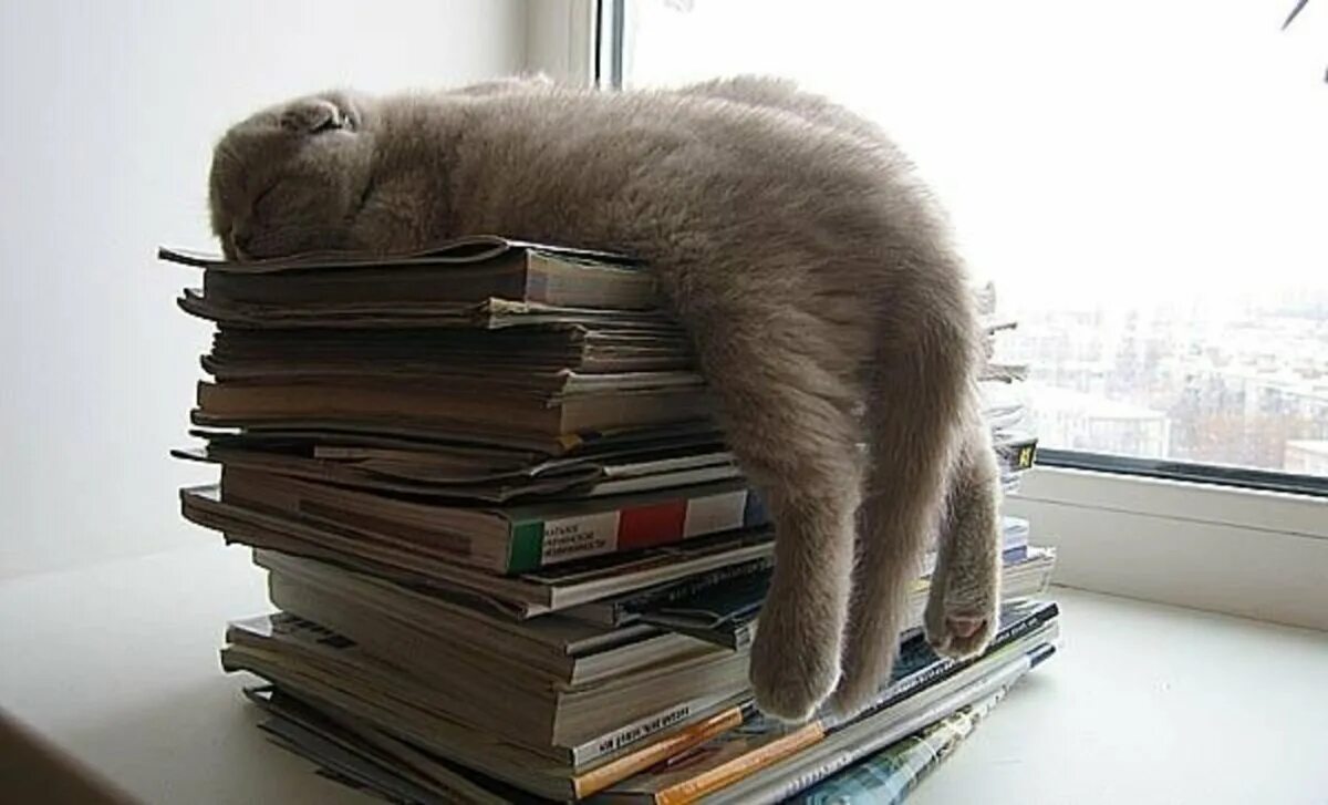 Кот устал. Кот с книгой. Умный кот. Читаю я и весь край