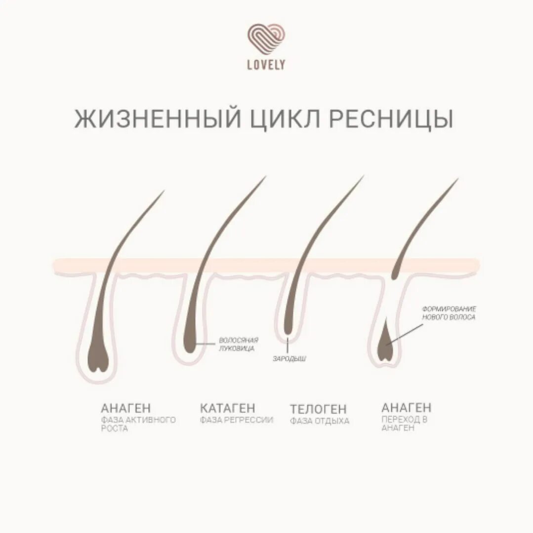 Анаген катаген телоген ресницы. Строение ресницы человека фазы роста. Жизненный цикл ресниц 4 фазы роста. Фазы роста волос анаген.