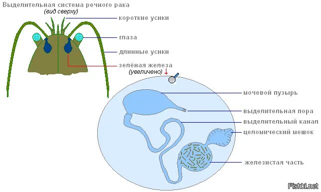 Зеленая железа у ракообразных. Зеленые железы ракообразных строение. зеленые железы органы выделения ракообразных. выделительная система ракообразных схема. выделительная система ракообразных 7 класс.