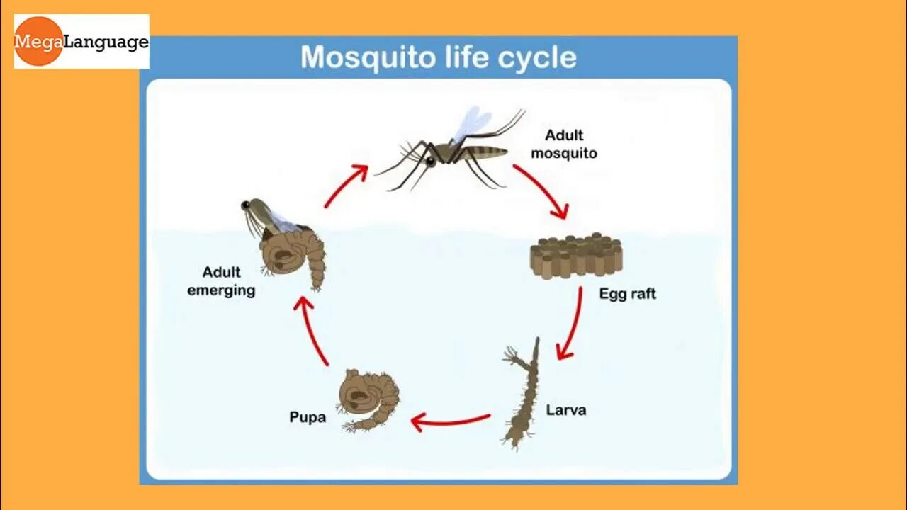 Task cycle. Ielts writing life cycles. task 1 cycle. writing task 1 life cycle. ielts life cycle diagram.