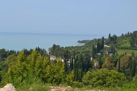 Платан абхазия