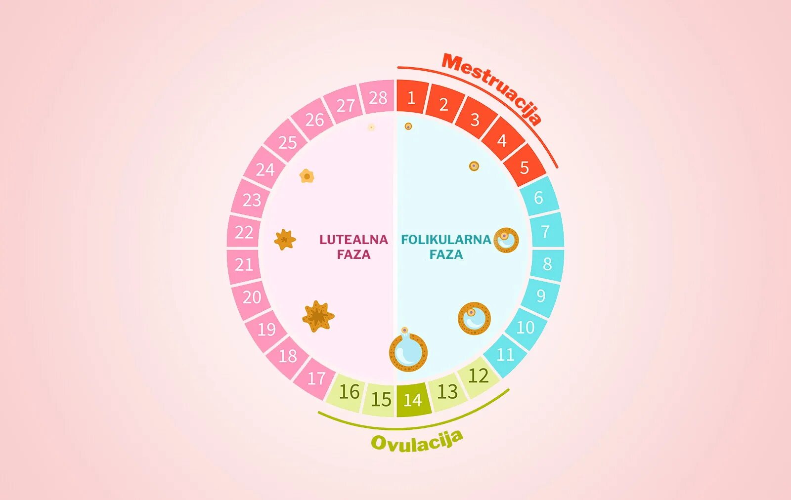 27 цикл месячных. Женский цикл. Цикл менструационного цикла. Женский цикл круг. Менструальный цикл схема.