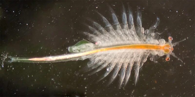 Рачки артемия. Жаброногий рачок артемия. Рачок артемия салина. Артемия размер. Жаброногий рачок артемия салина.