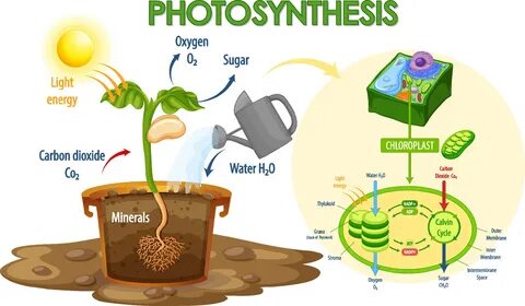Фотосинтез это процесс происходящий в зеленых