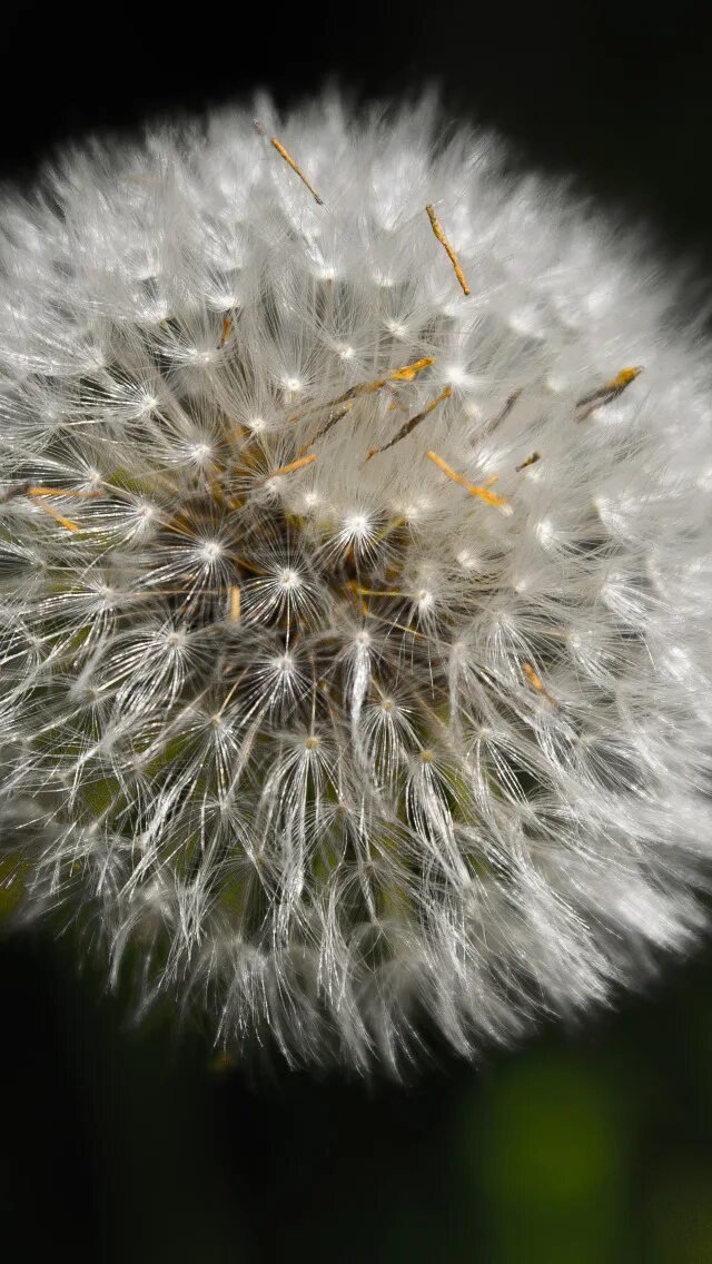 Плод одуванчика. Семена одуванчика проросли. Как собрать семена одуванчиков. Огромный одуванчик. Семена одуванчика.