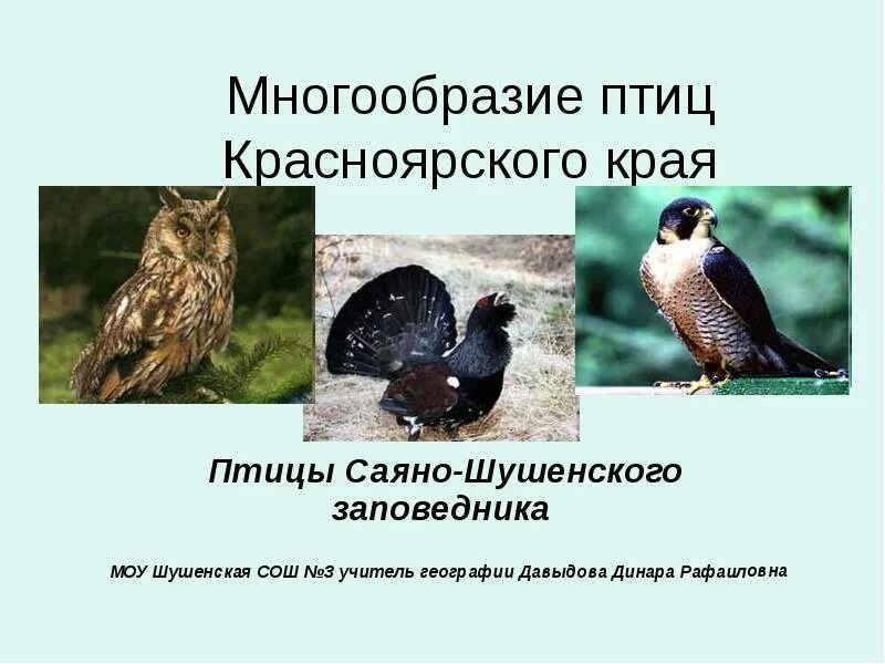 Для полевых исследований разнообразия птиц может потребоваться. Животные и птицы красной книги красноярского края. красная книга красноярского края птицы. птицы красноярского края презентация. краснокнижные птицы красноярского края.
