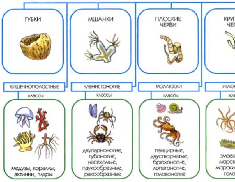 Биология 8 класс основные категории систематики животных. Царство животных классификация схема 3 класс. Царство животных классификация 5 класс. Классификация животного по биологии 5 класс. Царство животных 5 класс классификация схема.