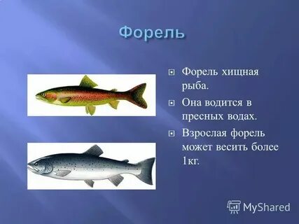 Какие рыбы пресные