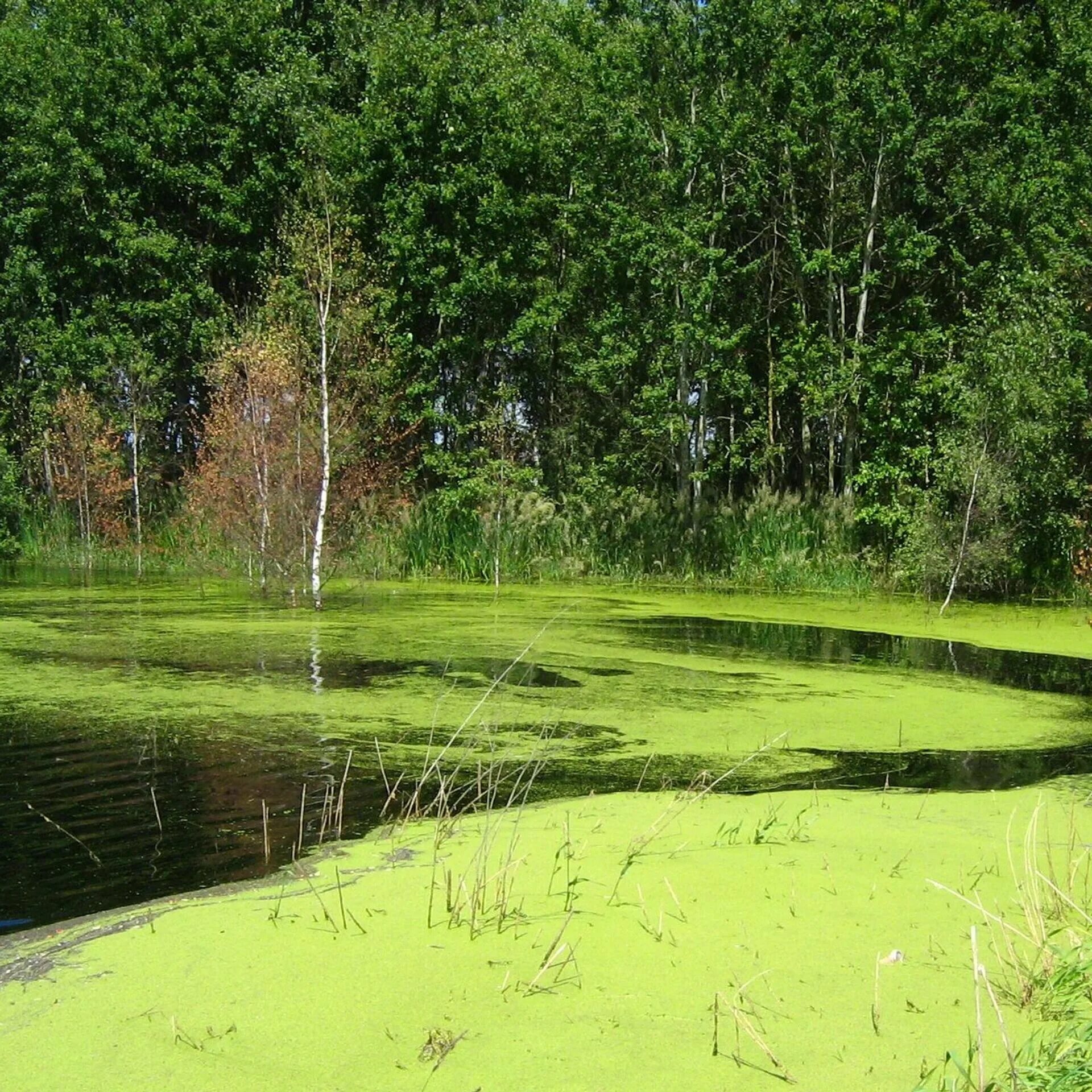 Пруд Ряска Болотная. Ряска на пруду. Непроточный водоем