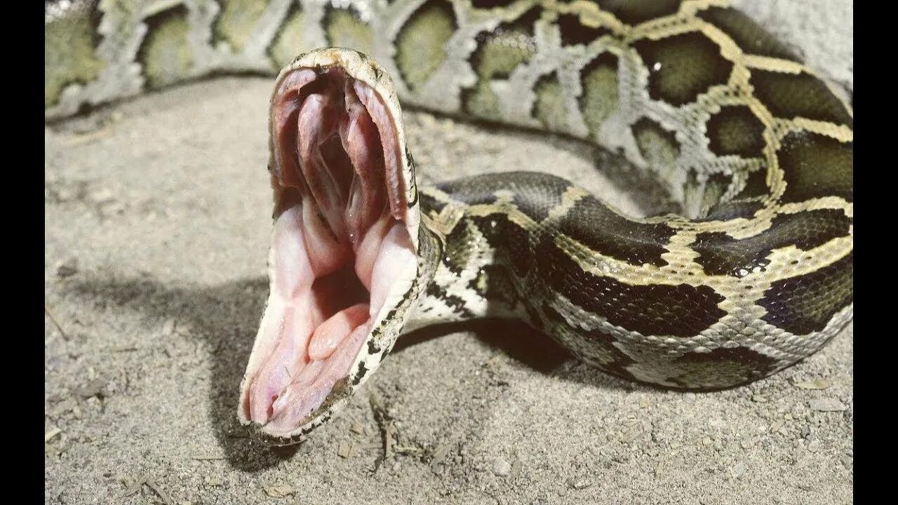 Змея заглатывает добычу