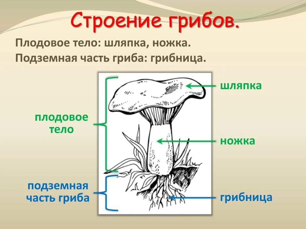 Главная часть любого гриба. Схема плодовое тело шляпочного гриба. Строение шляпочного гриба. Строение части гриба грибница. Строение шляпочного гриба строение.