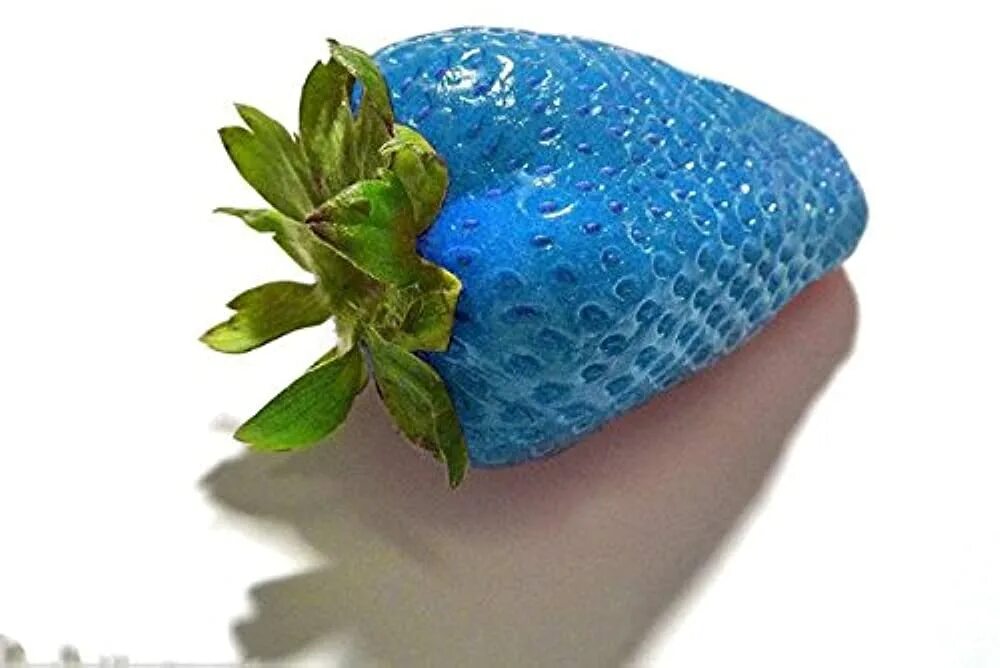 Синий фрукт. Синяя клубника. Blue strawberry. Существует ли синяя клубника. Фиолетовая клубника.