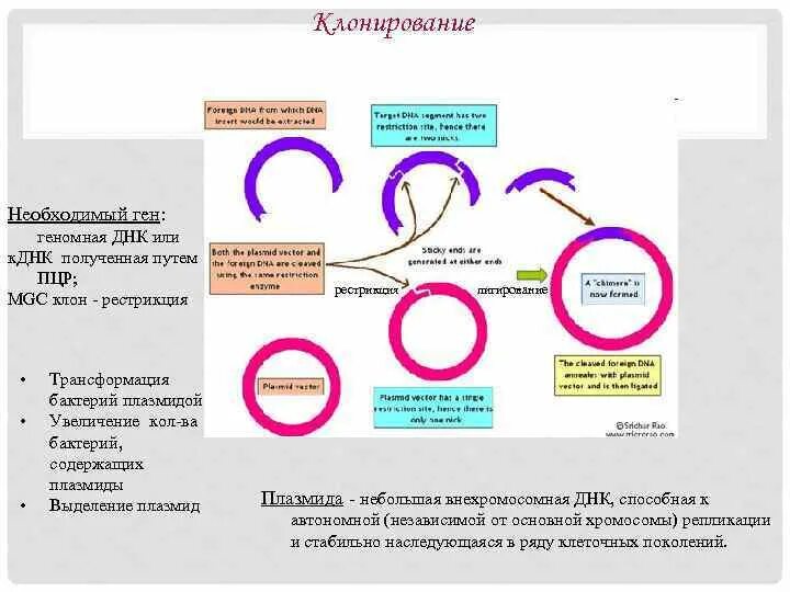 Многократное увеличение копий днк получают методом
