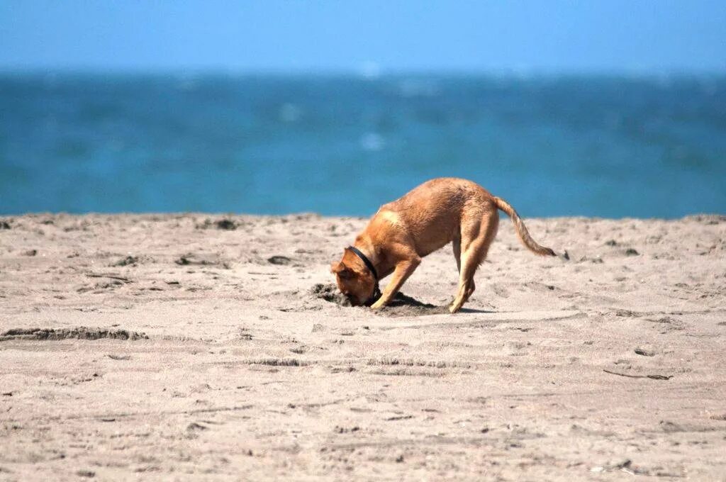 Собака на грядках. Собака роет в огороде. Собака копает землю. Собака копает яму. Собака роет грядки.