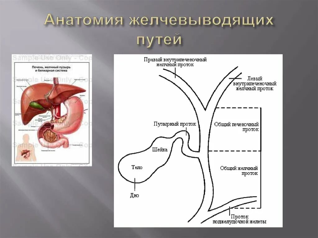 Внепеченочные желчные пути. Строение желчного пузыря и желчных ходов. Анатомия печеночных протоков. Анатомические структуры желчного пузыря. Схема формирования внепеченочных желчных путей.