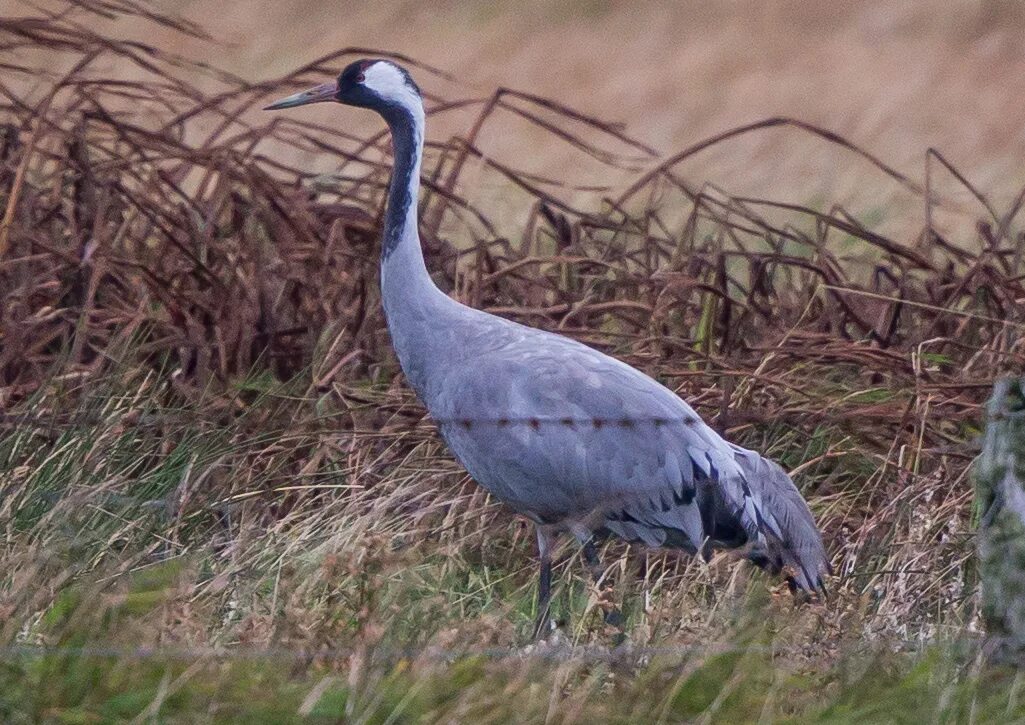 Серый журавль Grus Grus. Австралийский журавль. Grus canadensis. Птицы Техаса.