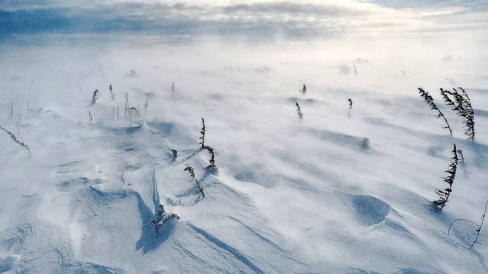 Ветер в тундре. Ветра в тундре. Сильный ветер зима. Снежная буря в тундре. Сильный ветер зимой.