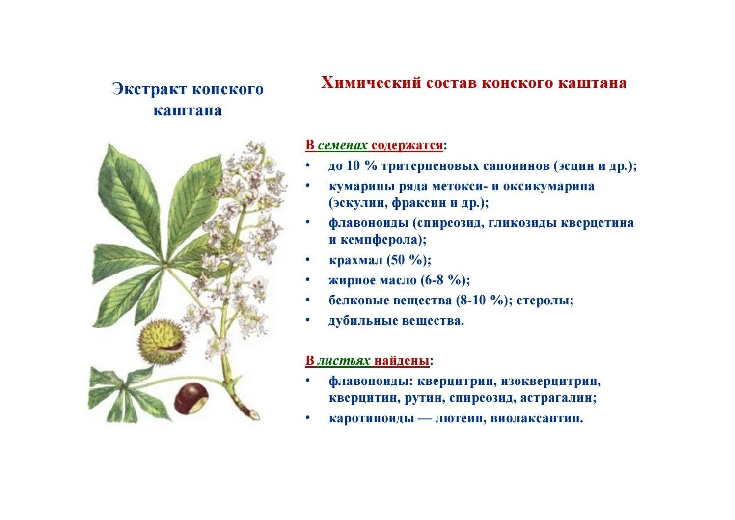 Каштан жизненная форма тип соцветия листорасположение