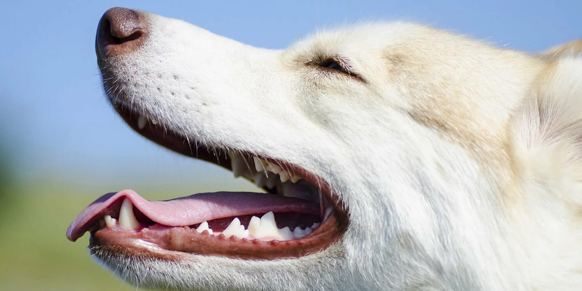 Собака рот зубы. Собаки с открытой паст.