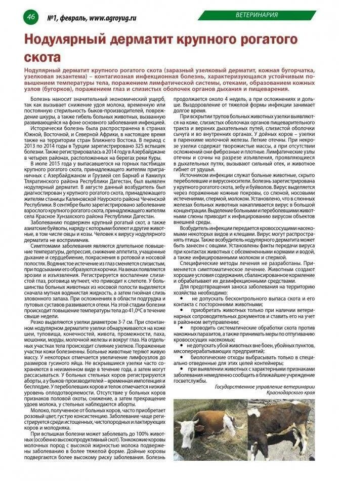 Узелковый дерматит как лечить. Нодулярный узелковый дерматит крс. нодулярный дерматит крс возбудитель. нодулярный дерматит крс симптомы. нодулярный дерматит крупного рогатого инструкция.