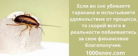 Ловил таракана во сне