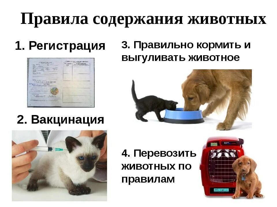 Содержание кошки собаки