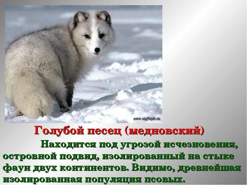 Сообщение про песца