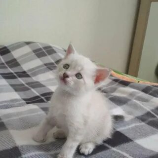 Котята зеленоград в добрые
