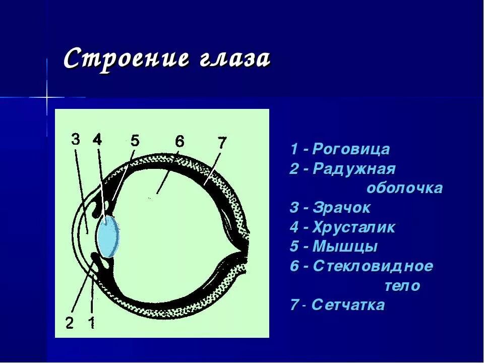 Структура глаза последовательность. Строение глаза. строение глаза 9 класс. последовательное строение глаза. строение глаза по порядку.