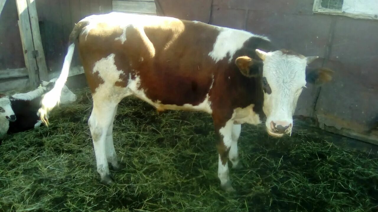 фермы для крс дойных. генплан фермы крупного рогатого скота. бычки на ферме. ферма крупного рогатого скота планировка. современные фермы для коров.