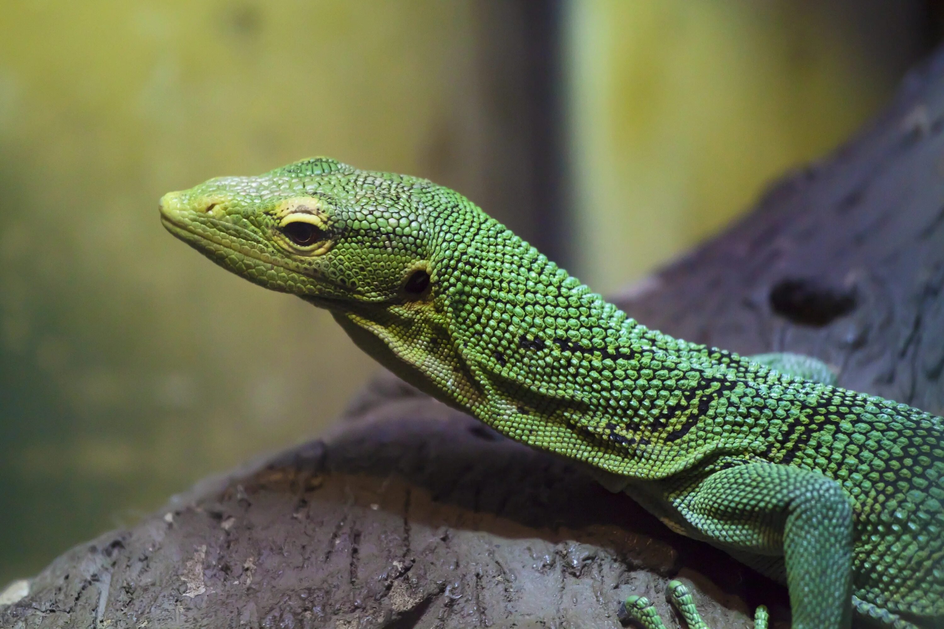 Зеленый древесный Варан. Рептилия - ящерица. Грин Лизард. Green Lizard цвет.