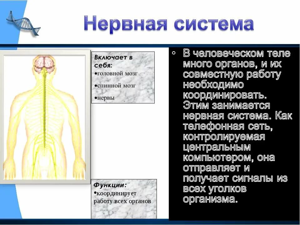 Факты о нервной системе. Факты о системе органов человека. Системы органов человека презентация 8 класс. Интересные факты о работе системы органов. Факты систем органов человека