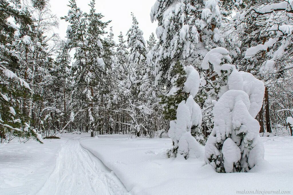 В лесу зимой можно. Прогулка в зимнем лесу. Прогулка в лесу зимой. Прогулка по зимнему лесу. Гуляем по зимнему лесу.